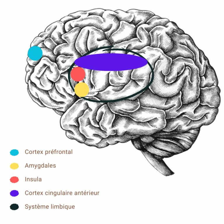 le schéma du cerveau émotionnel